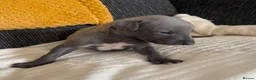 Whippet dogs for sale: Small Blue Whippets  - Advert 8