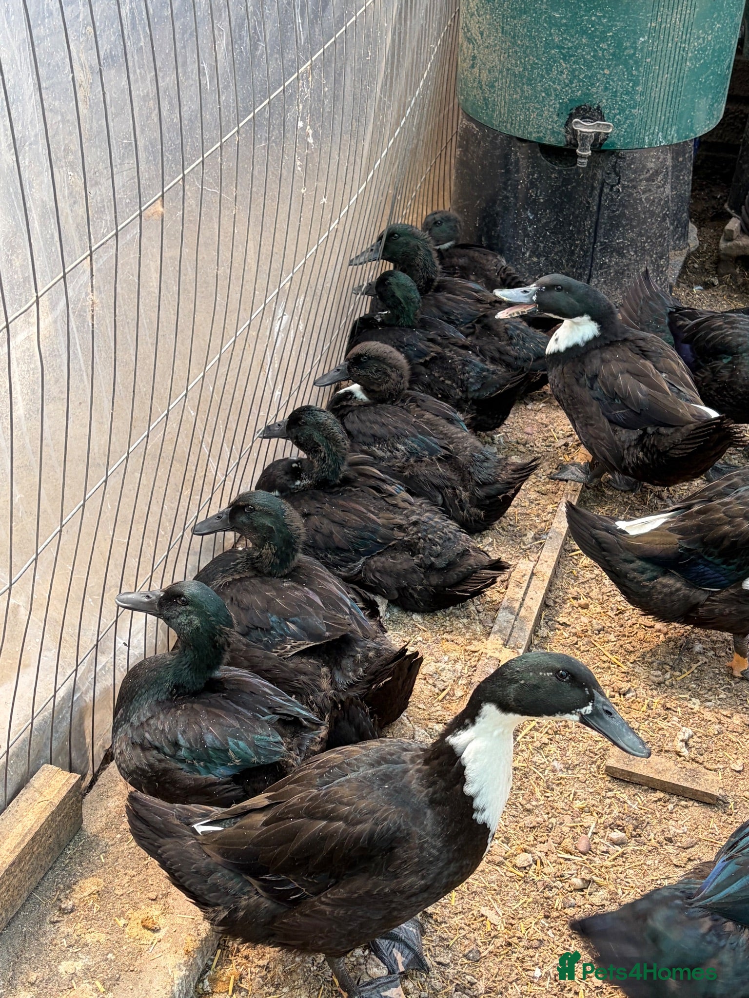 Ducks poultry for sale: CAYUGA DUCKINGS  5 weeks old  - Advert 1