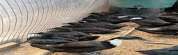 Ducks poultry for sale: CAYUGA DUCKINGS  6 weeks old  - Advert 1