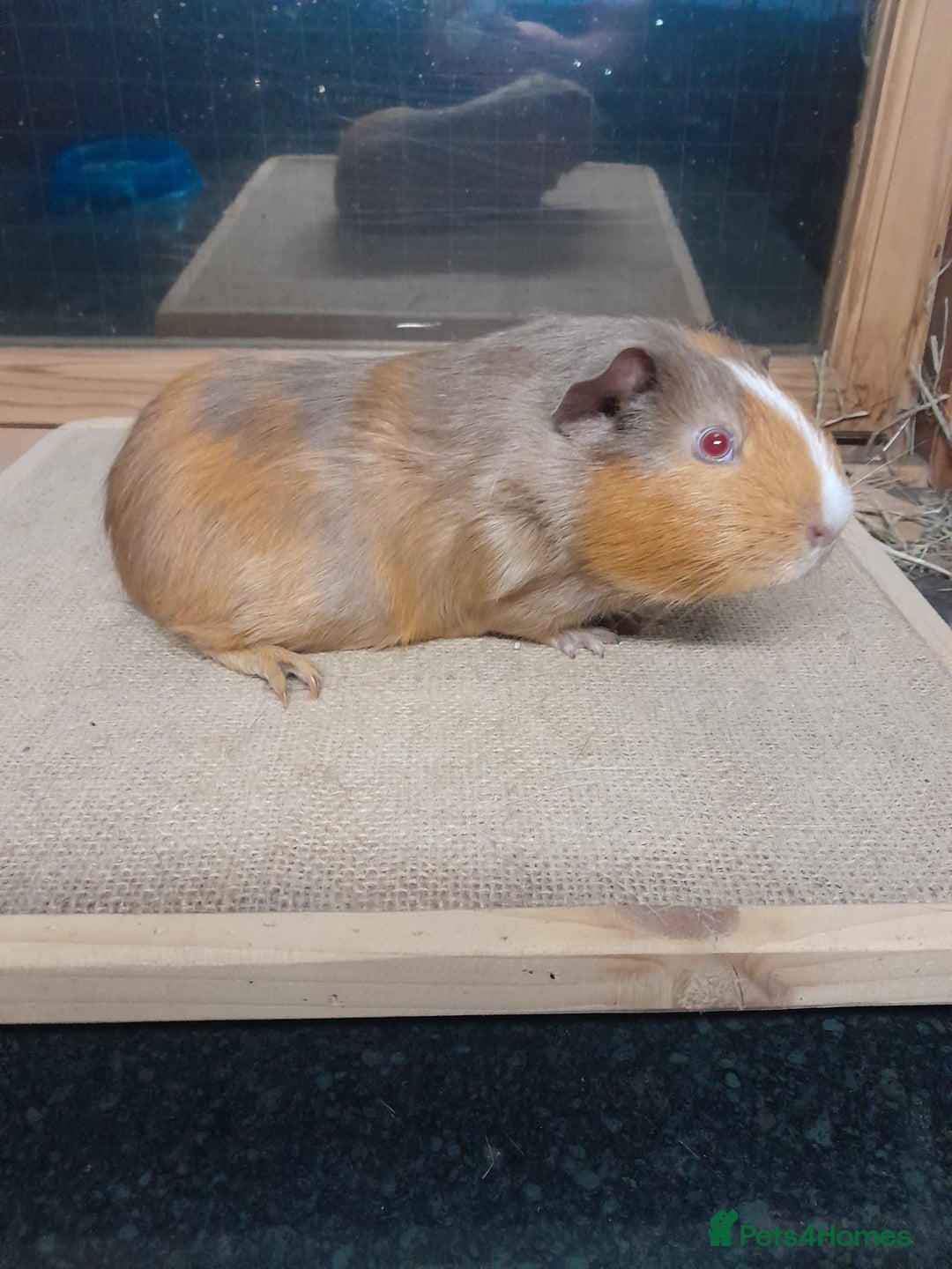 Guinea Pig rodents for sale: Male guinea pigs and Skinny available - Advert 4