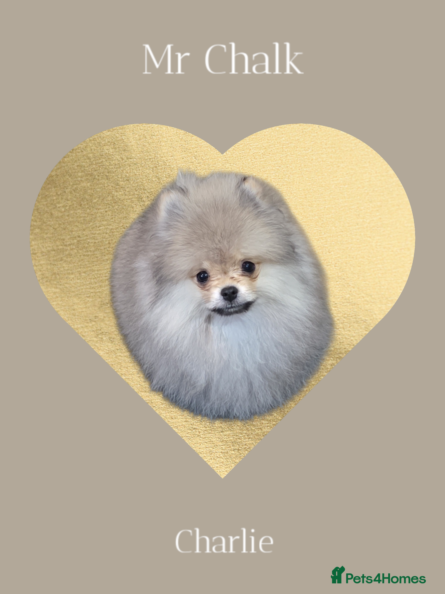 Pomeranian dogs quality Kc registered Pomeranian boys - Advert 3