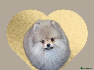 Pomeranian dogs quality Kc registered Pomeranian boys - Advert 3