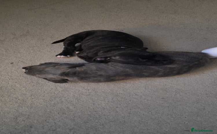 Staffordshire Bull Terrier dogs 3 Beautiful little staff boys - Advert 16