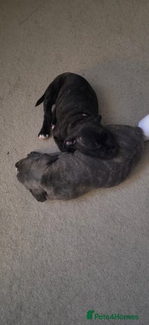Staffordshire Bull Terrier dogs 3 Beautiful little staff boys - Advert 16