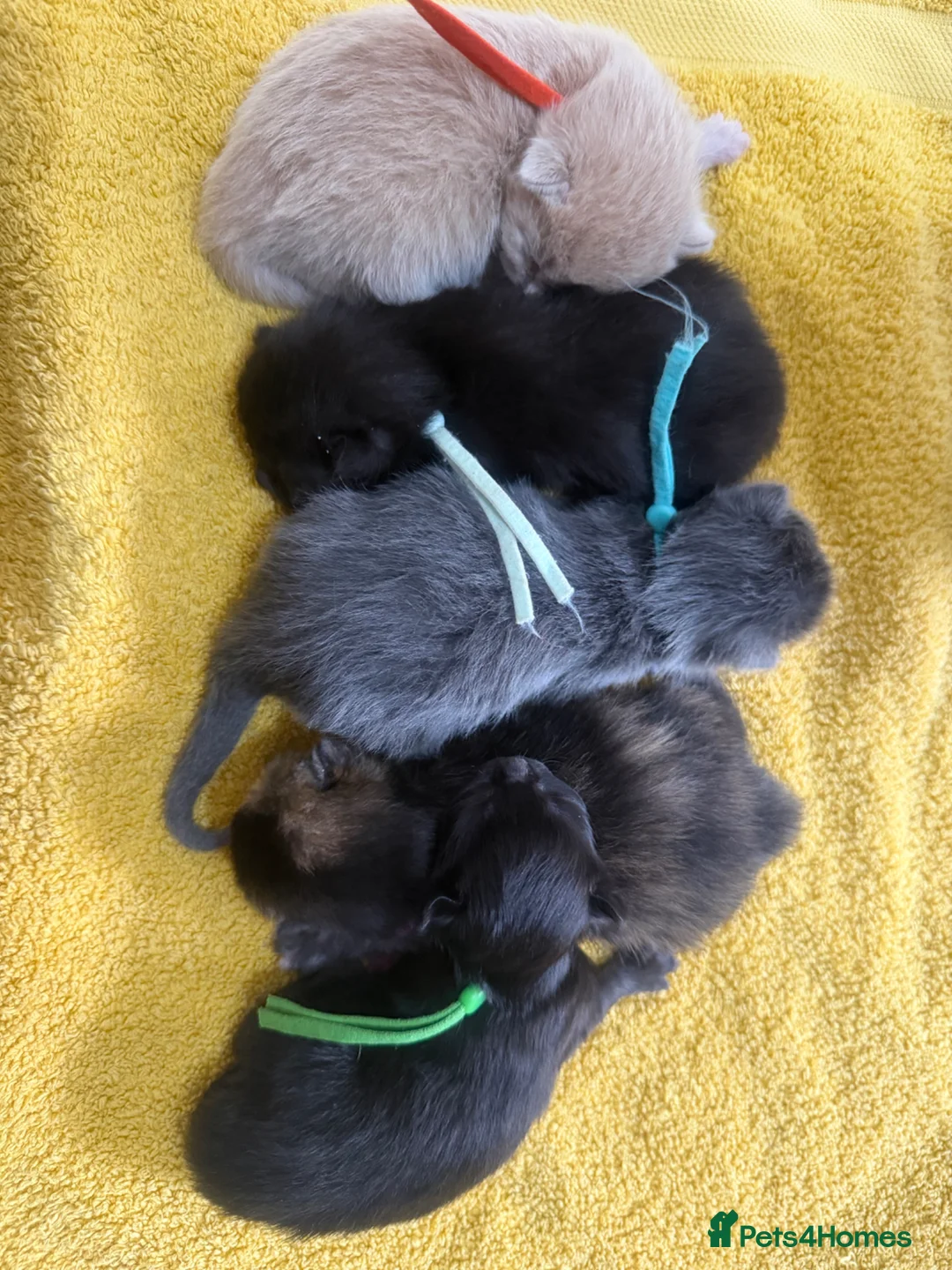 Mixed Breed cats for sale: Our 1/2 Maine coon has had kittens!  - Advert 7