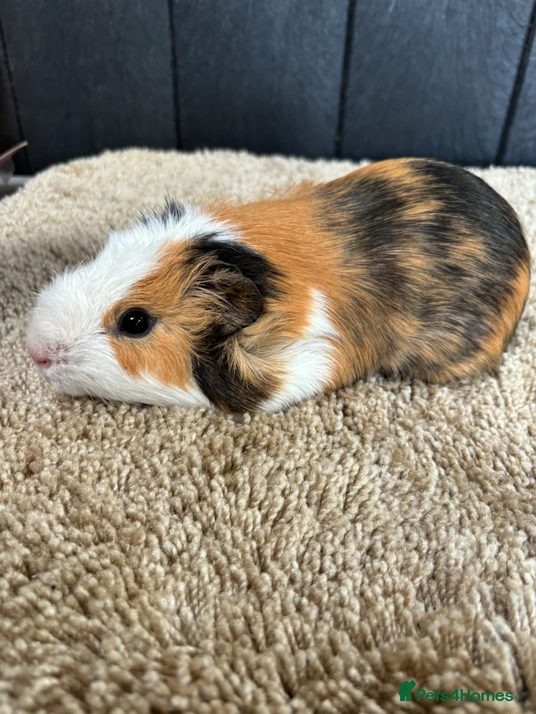 Guinea Pig rodents for sale: Stunning baby guinea pigs  - Advert 25