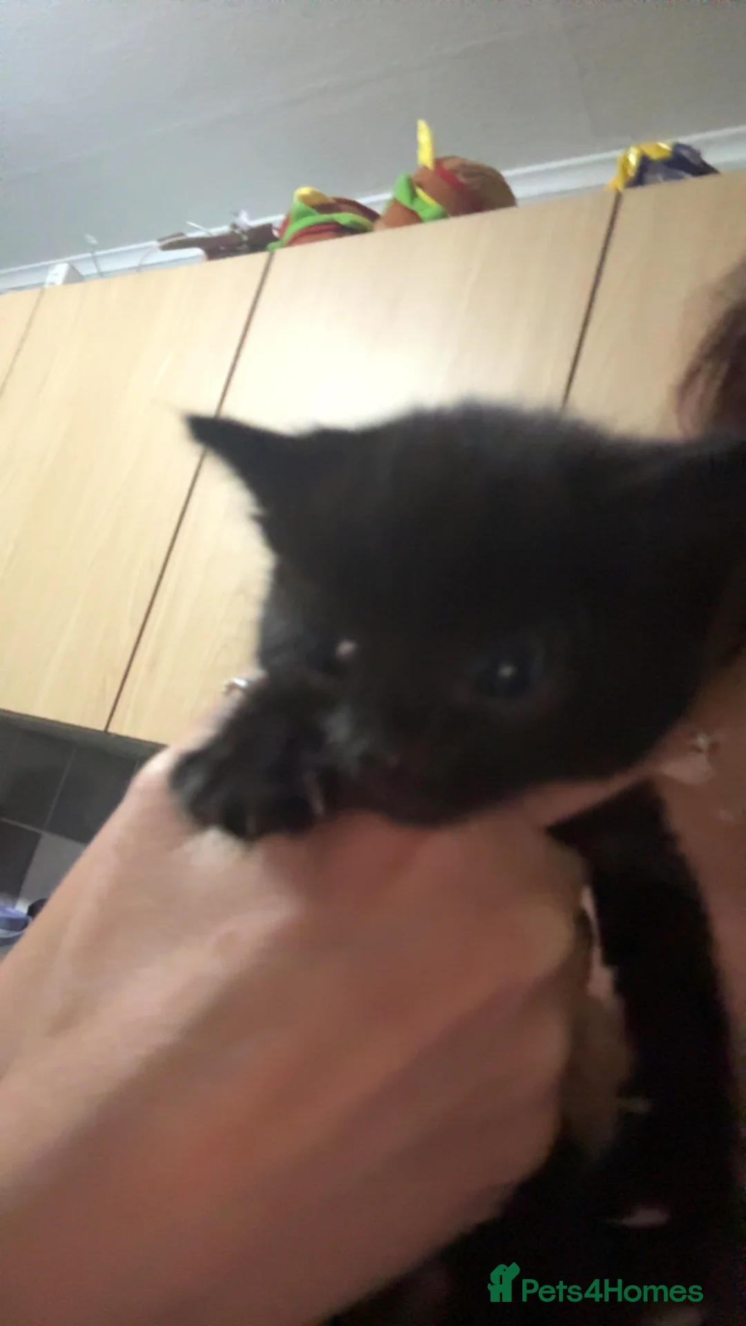 Mixed Breed cats for sale: 2 beautiful girls  - Advert 6