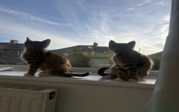 Mixed Breed cats for sale: Tabby kitten  - Image 3