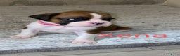 Boxer dogs for sale: Boxer puppies for sale  - Advert 2