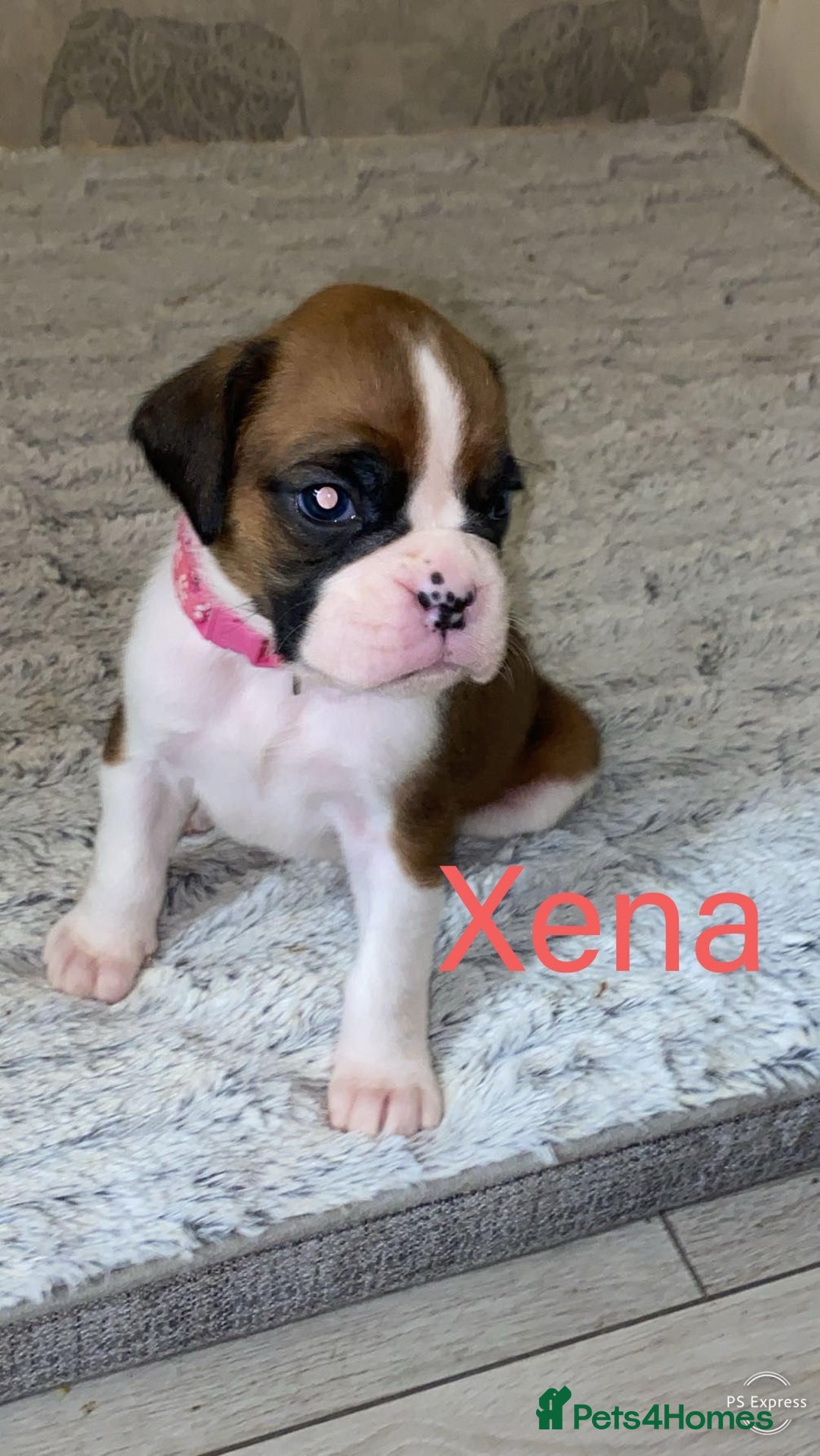 Boxer dogs for sale: Boxer puppies for sale  - Advert 2