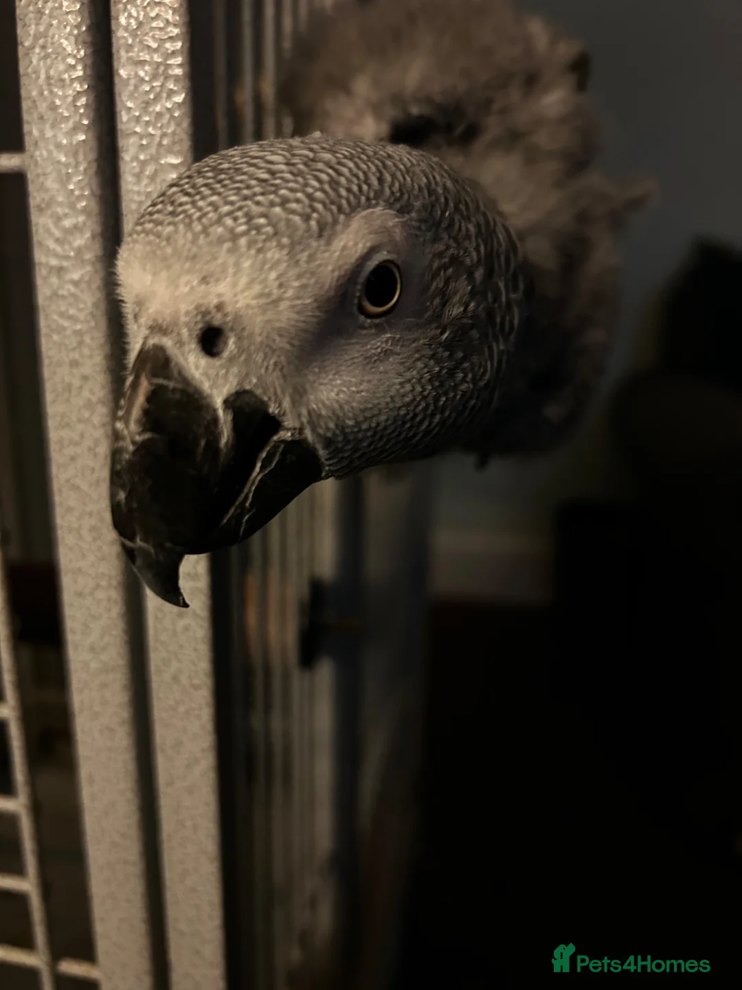 Parrots birds for sale: Rehoming my Fathers African Grey in Worcester - Advert 2