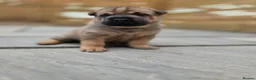 Mixed Breed dogs for sale: Shepard Peis - Advert 29