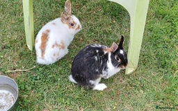 Netherland Dwarf rabbits for sale: Netherland dwarf spotty pair. And Orange Buck - Image 1