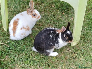 Netherland Dwarf rabbits - Advert 1