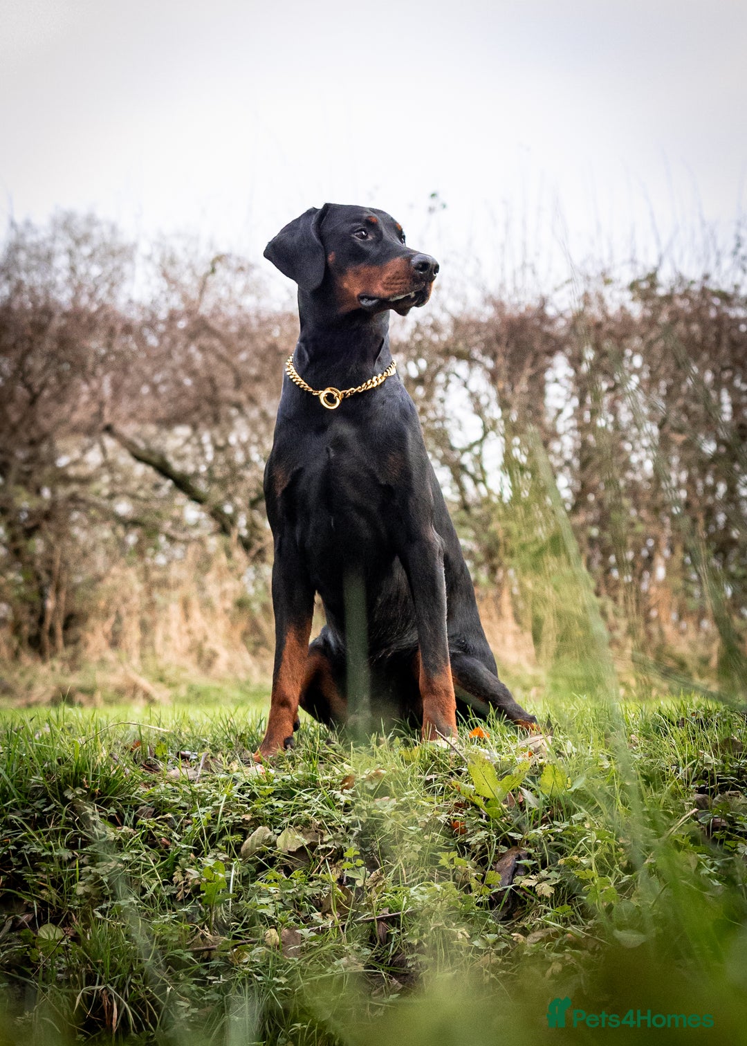 Dobermann dogs for stud: European Doberman Stud For Sale🩸 - Image 4