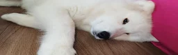 Samoyed dogs for sale: Samoyed puppy for rehoming - Advert 13
