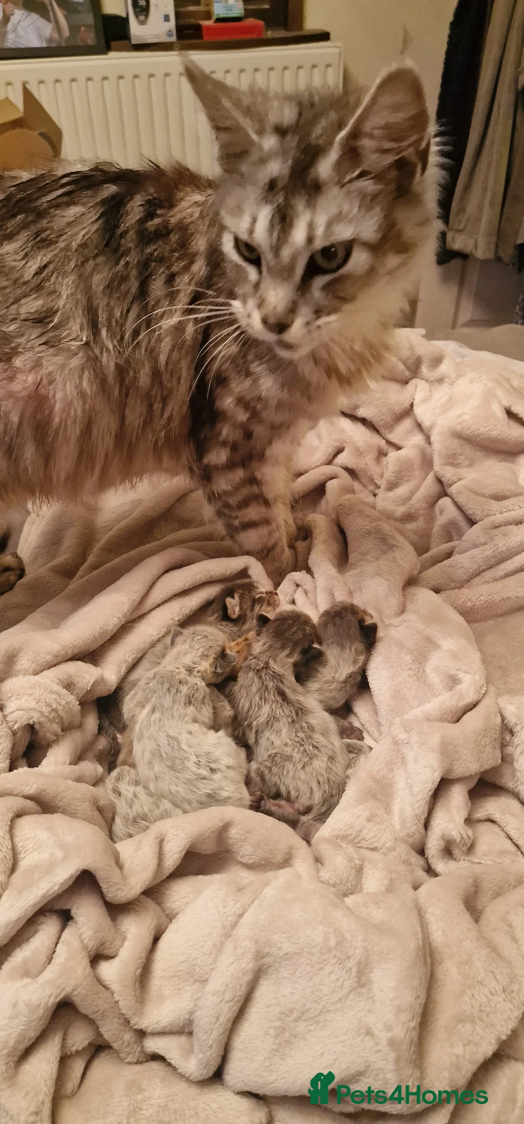 Maine Coon cats for sale: Gorgeous Half Maine Coon kittens  - Advert 2