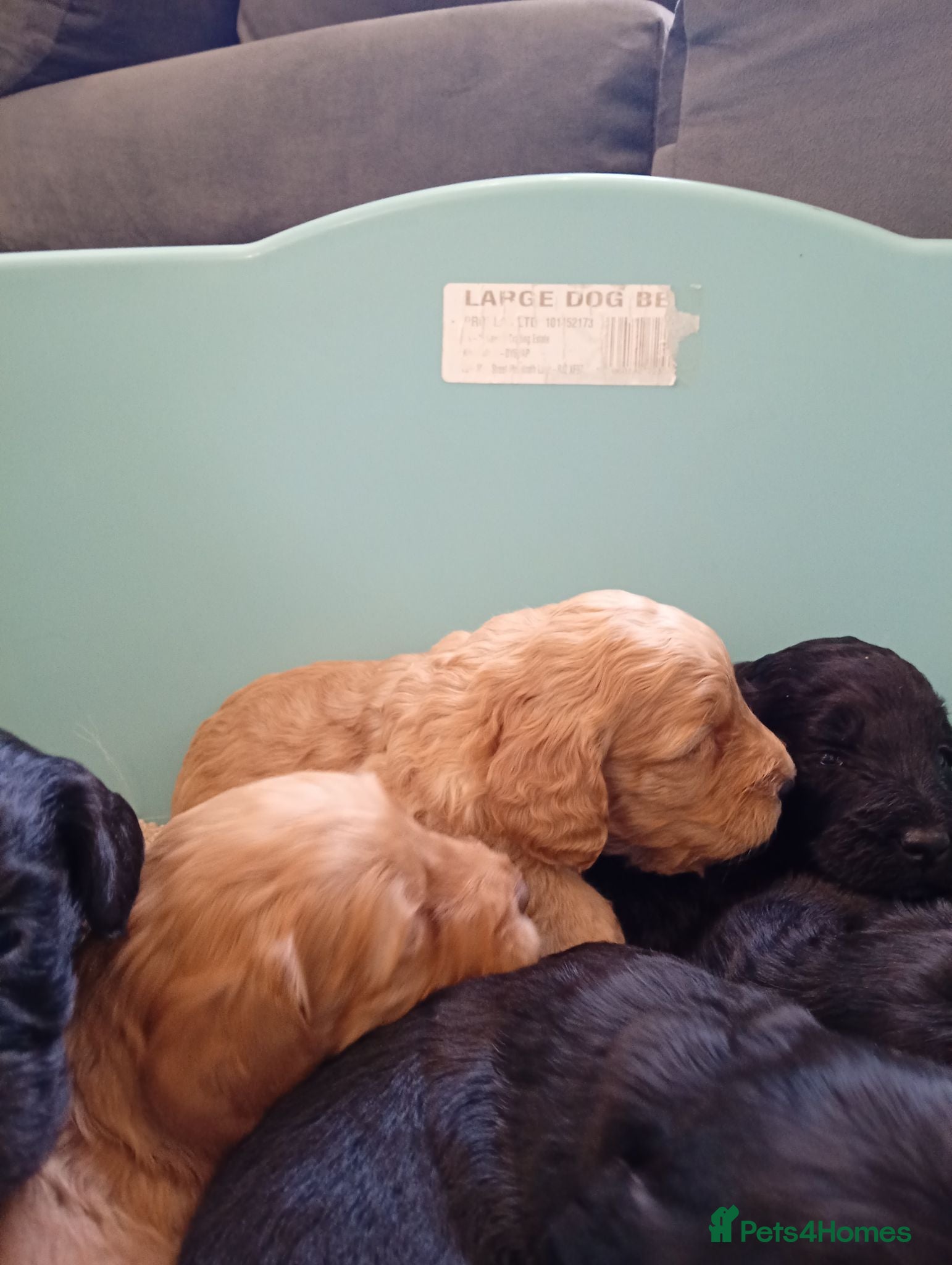 Cockapoo dogs P,r,a clear cockapoo f1 - Advert 5