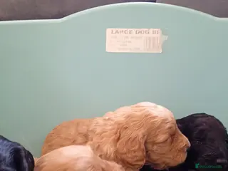 Cockapoo dogs P,r,a clear cockapoo f1 - Advert 5