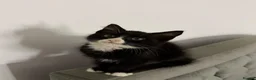 Mixed Breed cats for sale: Adorable Kittens Ready for Their Forever Homes🐾 - Advert 12