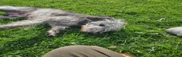 Mixed Breed dogs for sale: Bedlington whippet greyhound  - Advert 13