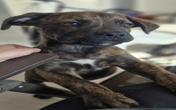 Mixed Breed dogs for sale: Mastiff x rottweiler  - Image 14