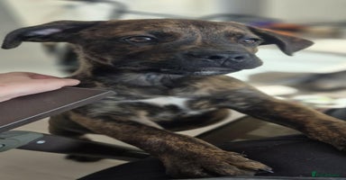 Mixed Breed dogs - Advert 9
