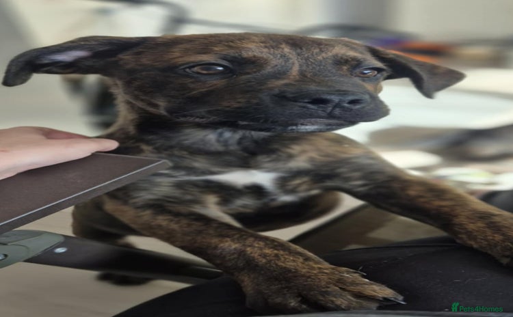 Mixed Breed dogs - Advert 3