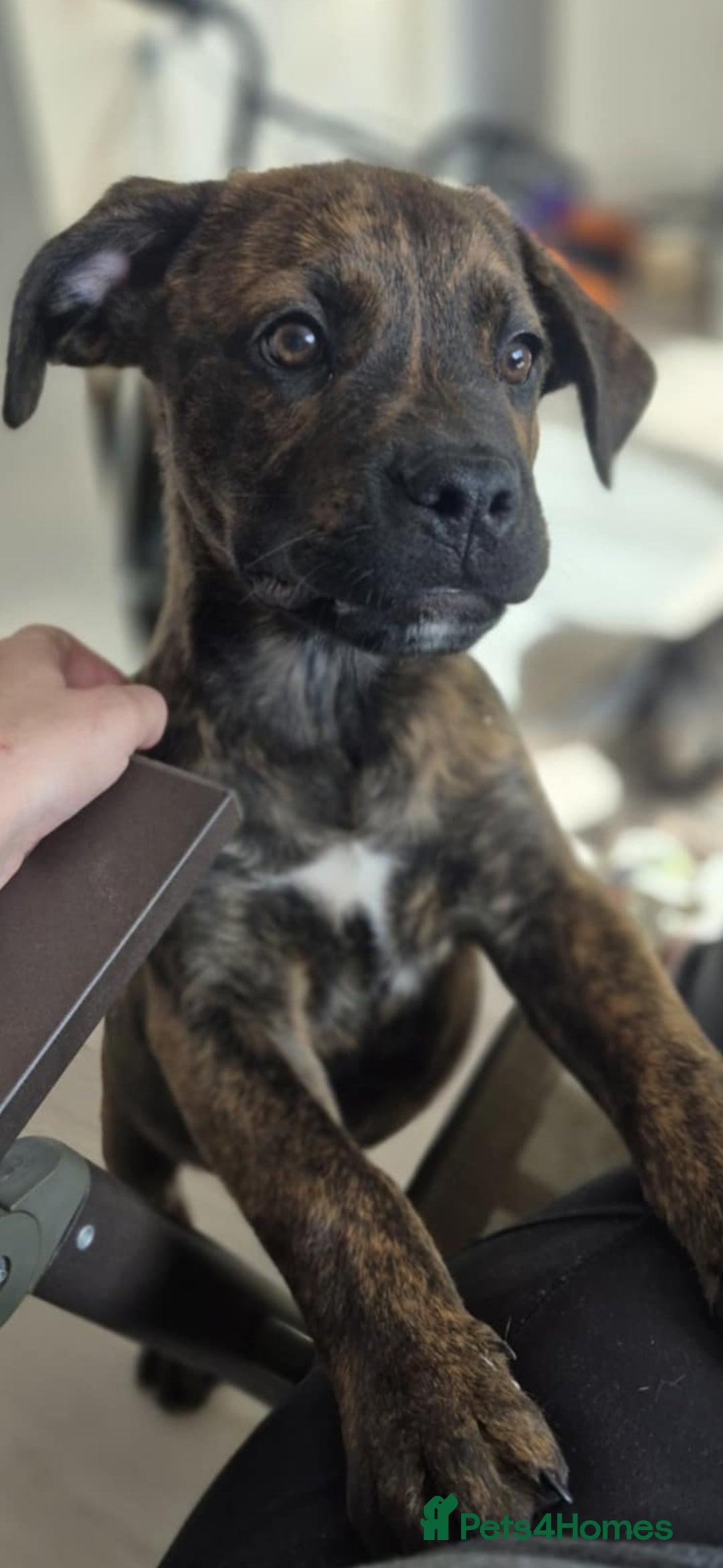 Mixed Breed dogs for sale: Mastiff x rottweiler  - Image 14