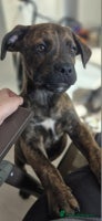Mixed Breed dogs - Advert 8