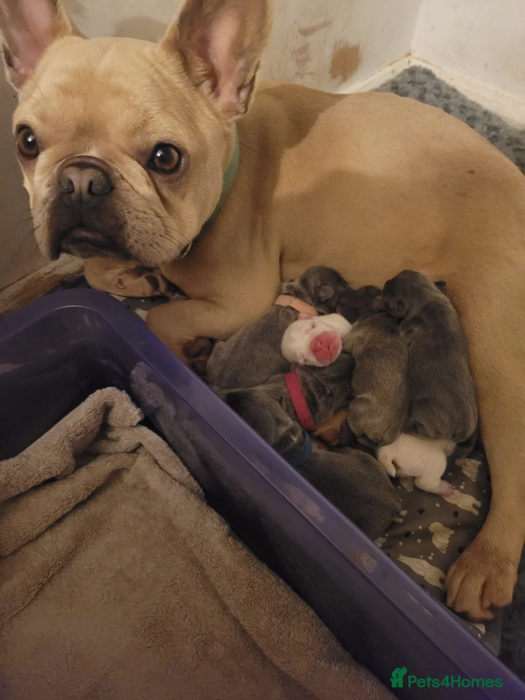 French Bulldog dogs for sale: Frenchie babies looking for their forever homes in Deeside - Advert 2