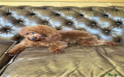 Toy Poodle dogs for sale: Asian Toy Poodle (Korean & Chineese) VERY rare - Image 2