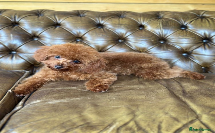 Toy Poodle dogs - Advert 16