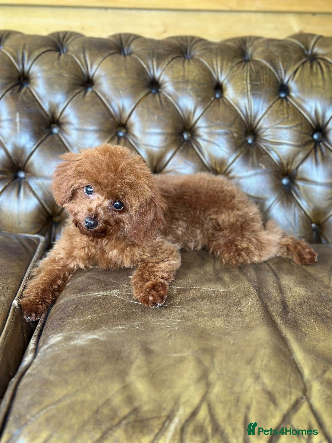 Toy Poodle dogs for sale: Asian Toy Poodle (Korean & Chineese) VERY rare - Image 2