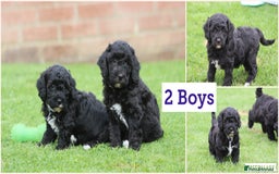 Cavapoochon dogs for sale: Beautiful Cavapoochon puppies for sale - Image 3