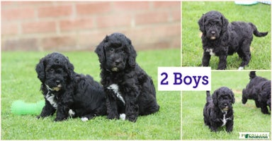 Cavapoochon dogs - Advert 3