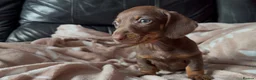 Miniature Dachshund dogs for sale: Beautiful miniature dachshund puppies  - Advert 16