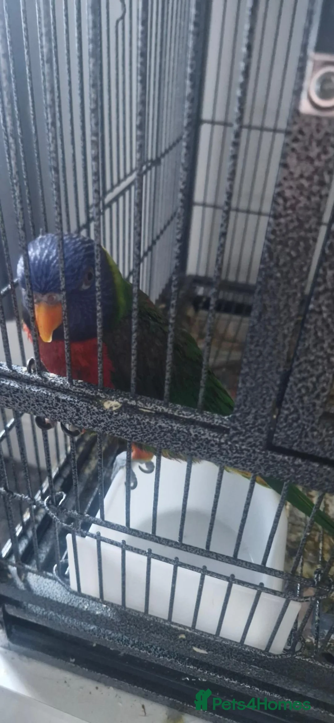 Lorikeets birds for sale: Male rainbow lorikeet for 450 - Advert 2