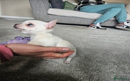 Chihuahua dogs for sale: Teeny Chihuahua Pup   - Image 8