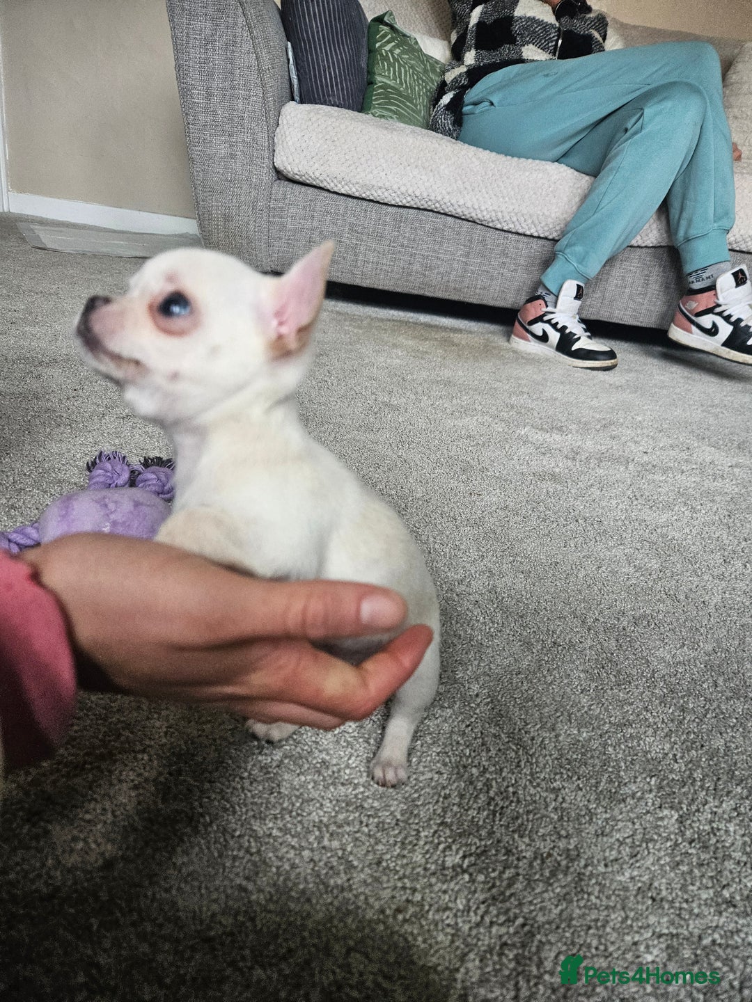 Chihuahua dogs for sale: Teeny Chihuahua Pup   - Image 8