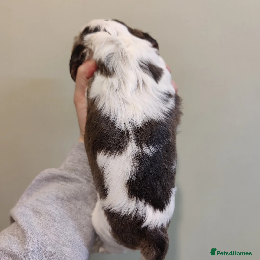 Cocker Spaniel dogs for sale: KC Registered Show Type Cocker Spaniels  - Advert 26