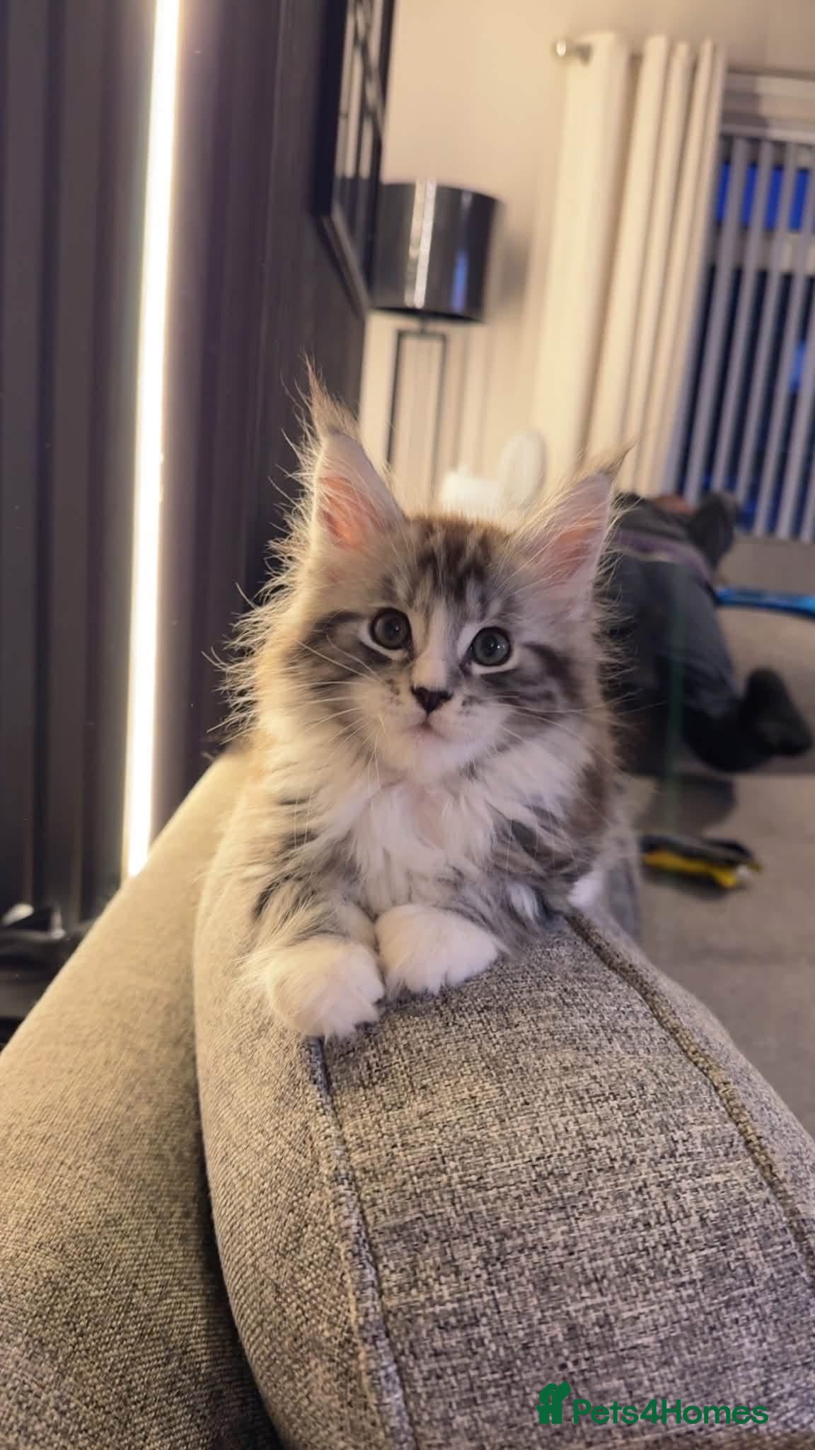 Maine Coon cats Gorgeous boy ready to leave  - Advert 17