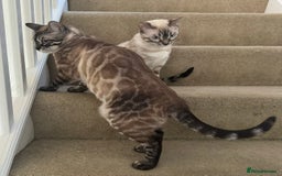 Bengal cats for sale: Bengal kittens for rehoming  - Image 10