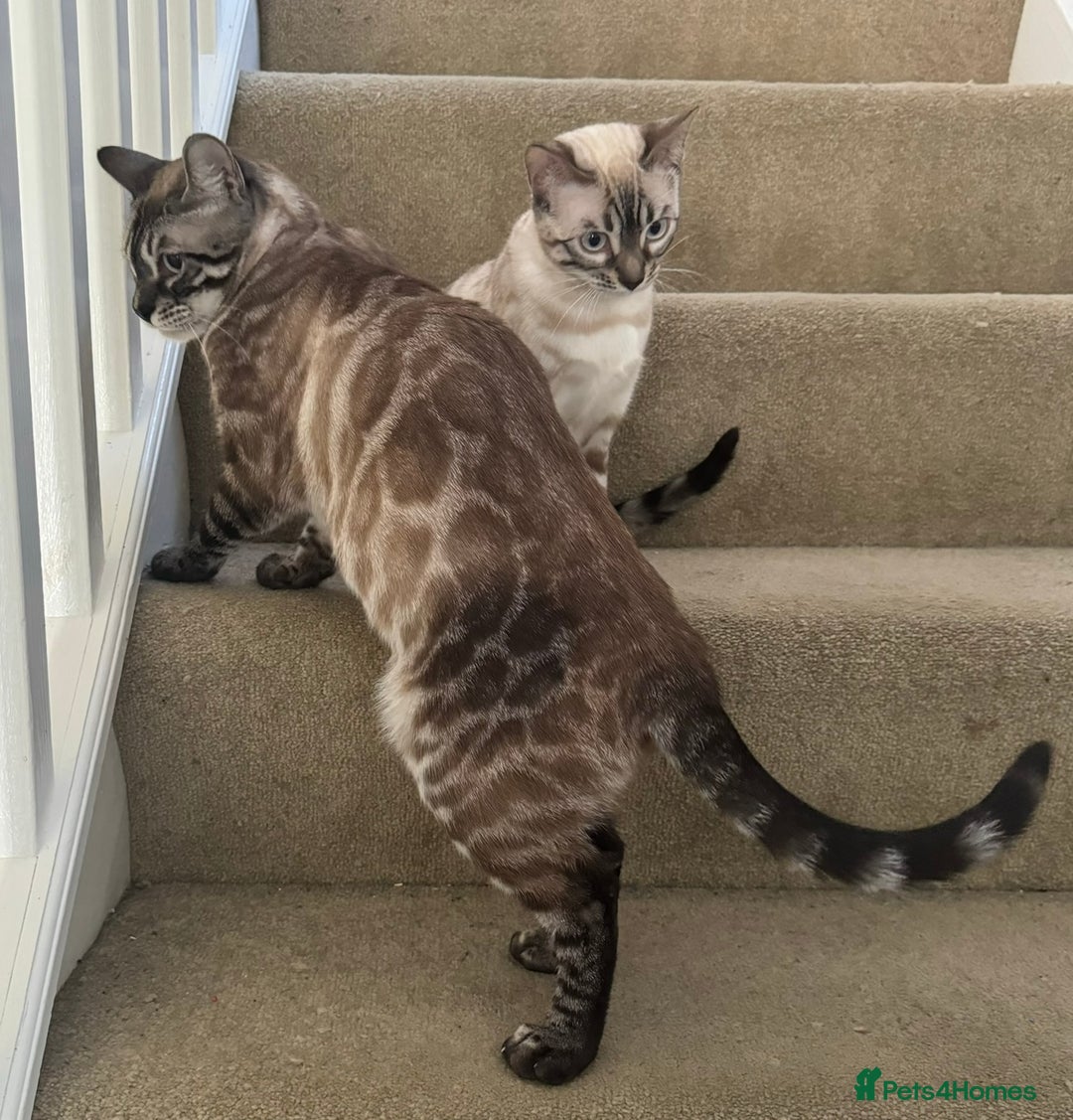 Bengal cats for sale: Bengal kittens for rehoming  - Image 10