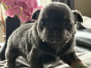 Chihuahua dogs Beautiful chihuahua puppies - Advert 1