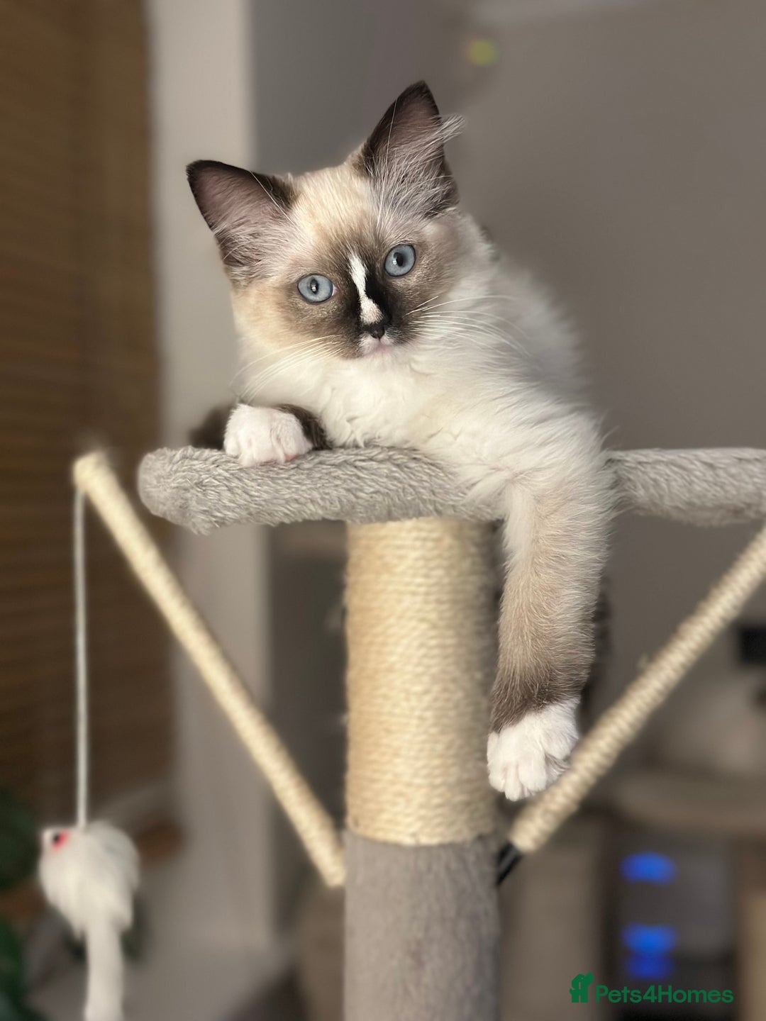 Ragdoll cats for sale: Last boy available! GCCF parents, pure ragdoll🤍 - Advert 2