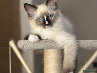 Ragdoll cats READY now, last female!! GCCF reg parents , 🤍 - Advert 2