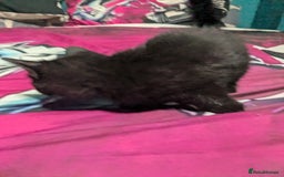 British Shorthair cats for sale: Kittens - Image 2