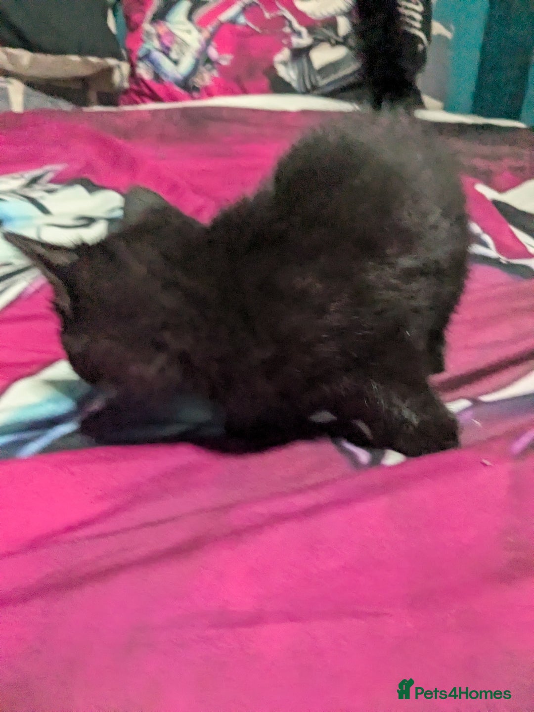 British Shorthair cats for sale: Kittens - Image 2