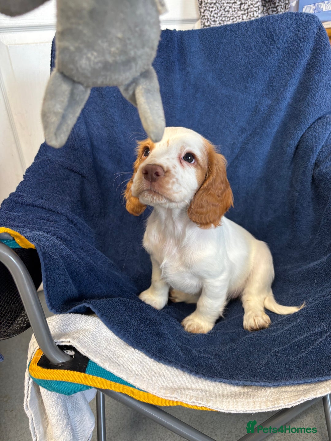 Cocker Spaniel dogs for sale: Cocker spaniel puppies Ready now, 3 girls left - Image 6